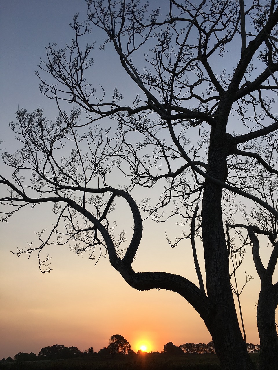 Image - sunset jacaranda sky afternoon