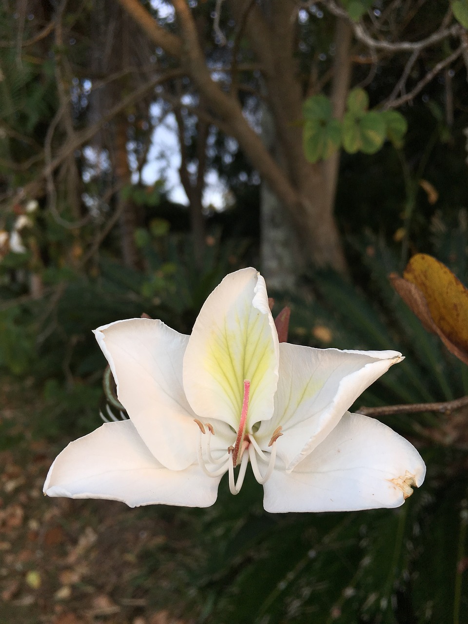 Image - bauhinia white spring plant tree