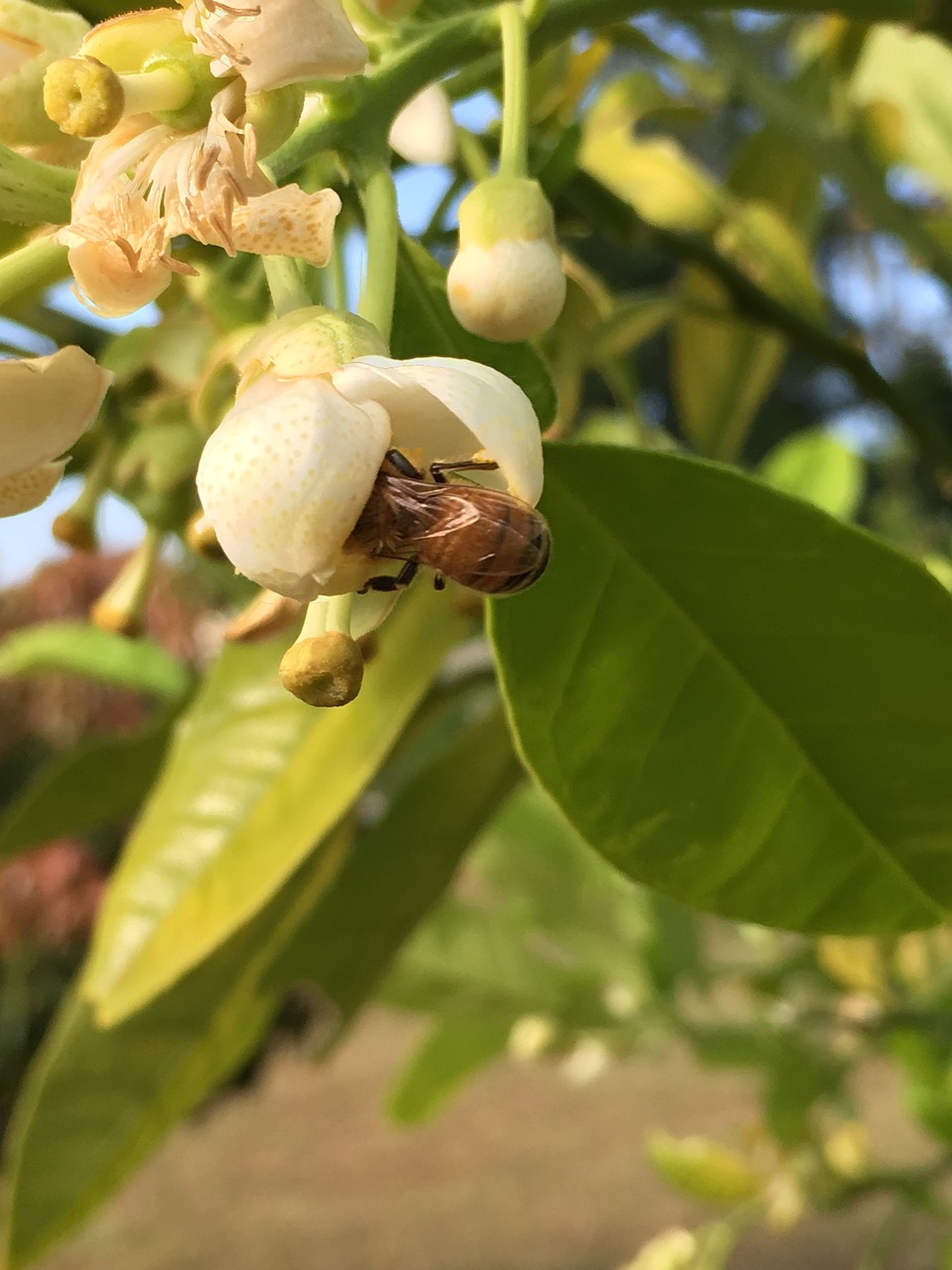 Image - bee citrus flower food natural