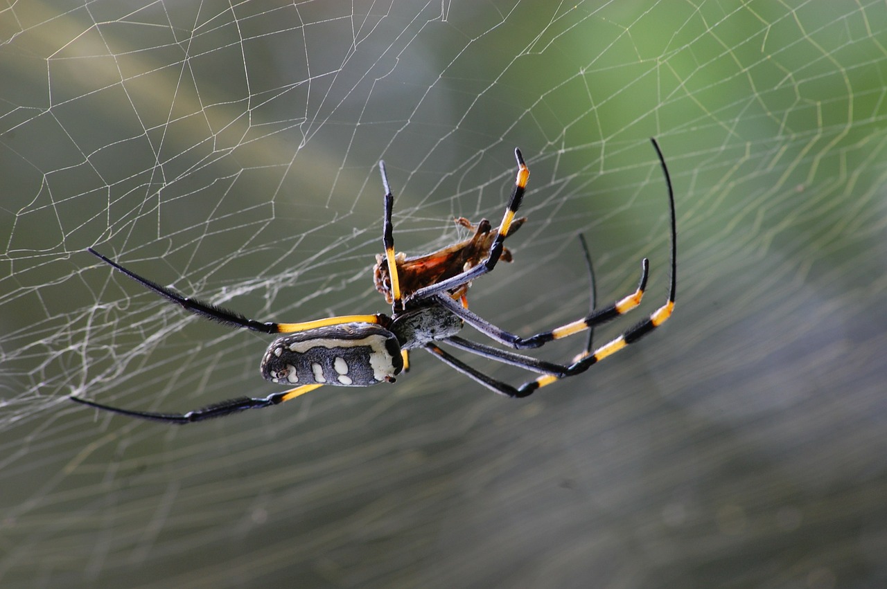 Image - golden orb spider spider spider web