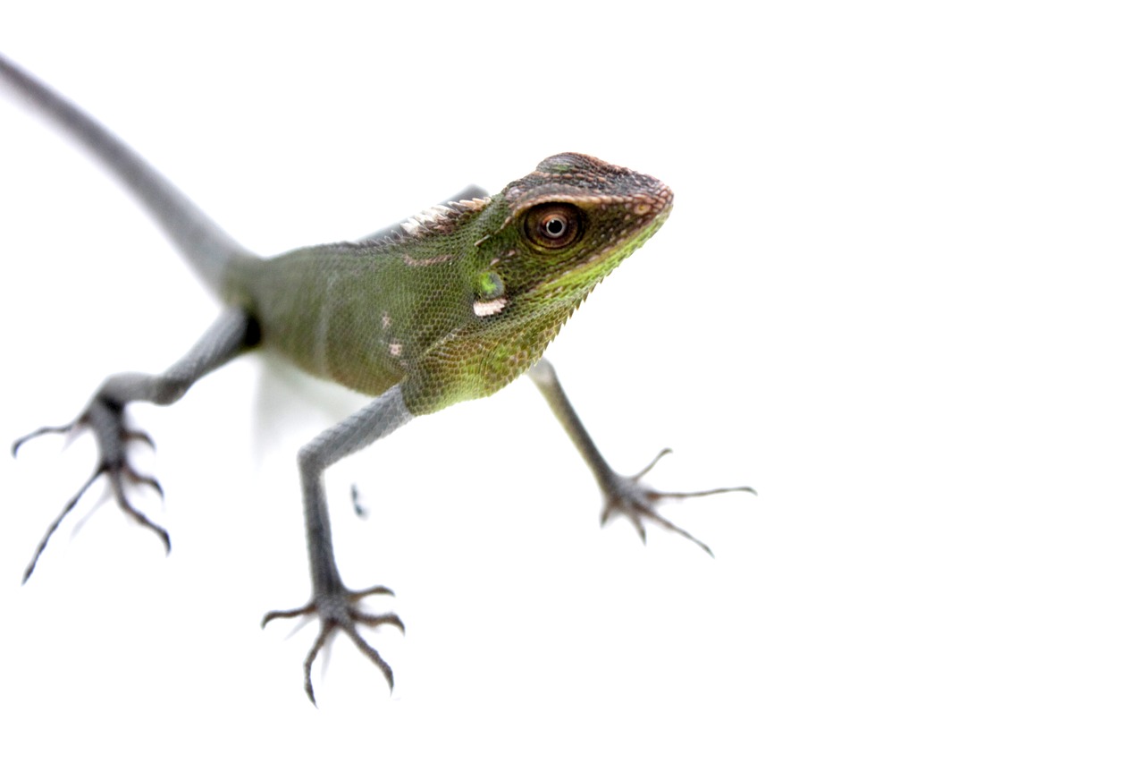 Image - lizard chameleon green animal