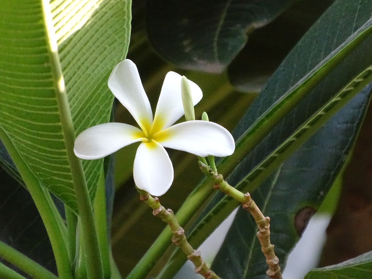 Image - flowers beautiful tree nature