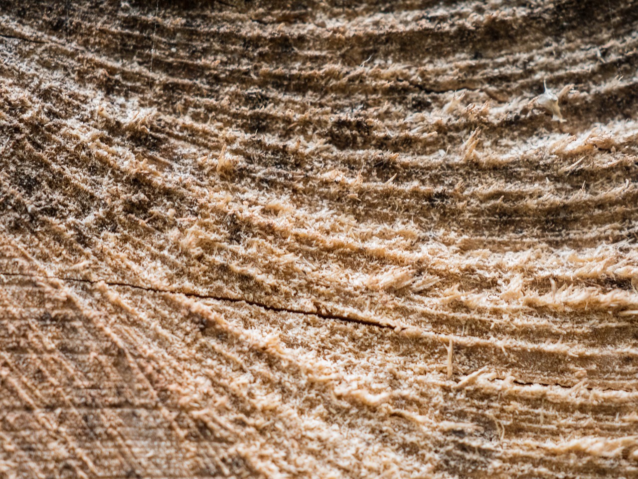 Image - wood section rauh surface close