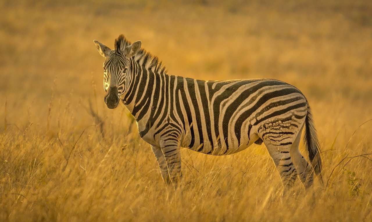 Image - zebra stripes golden light backlit