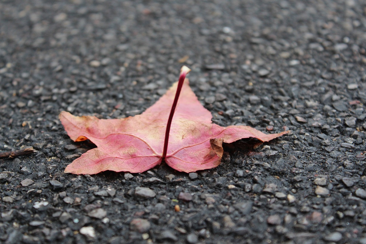 Image - leaf nature ground eco