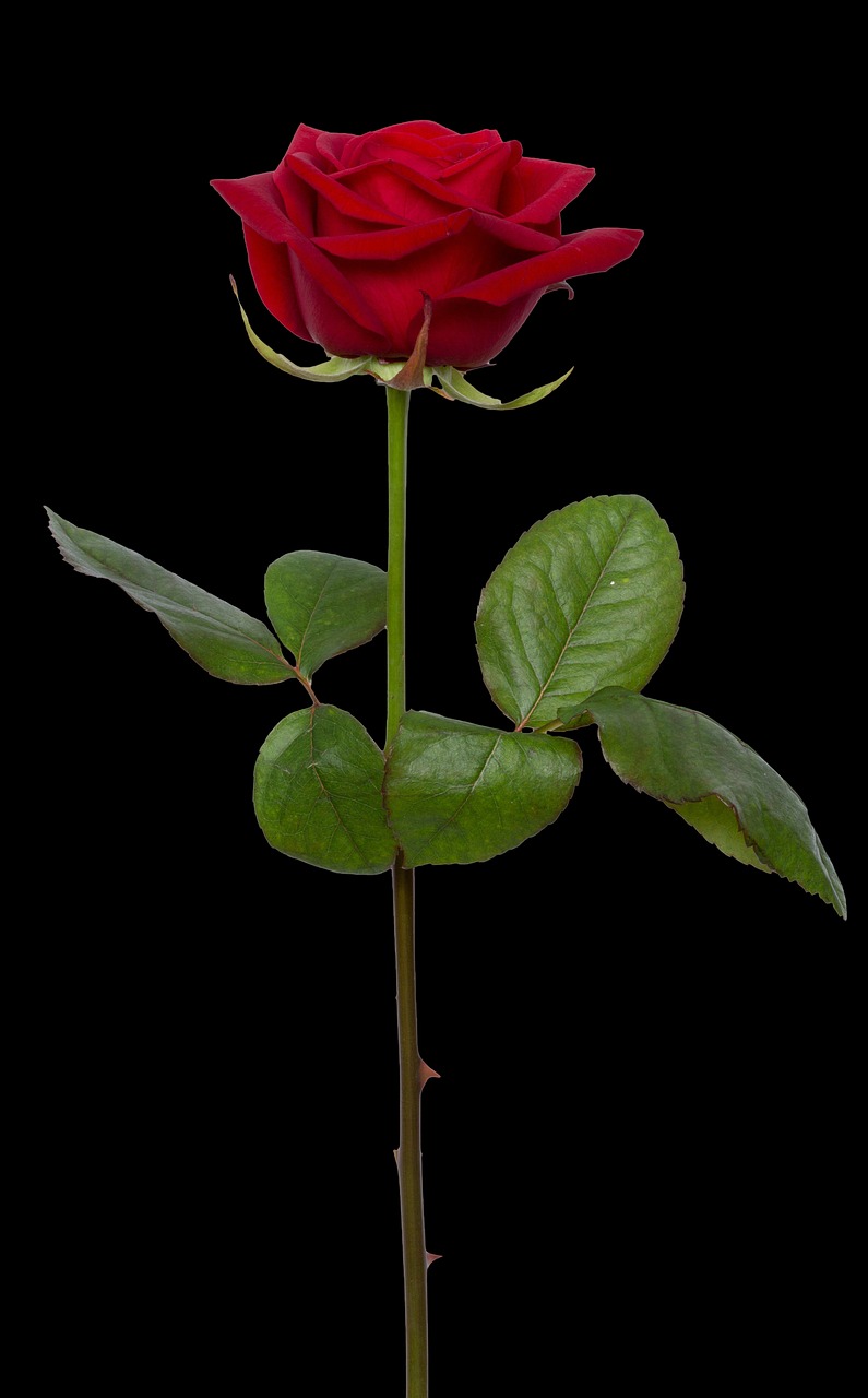 Image - rose red flower red rose love