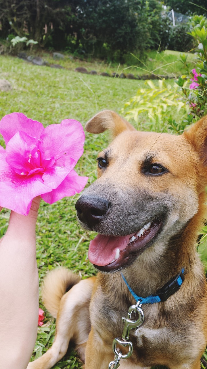 Image - dog flower puppy cute pet animal