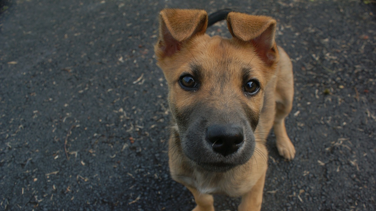 Image - dog curious cute funny puppy