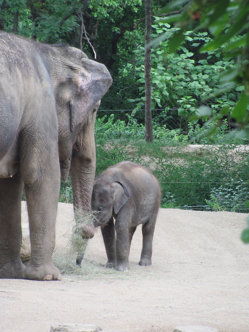 Image - baby elephant mother elephant zoo