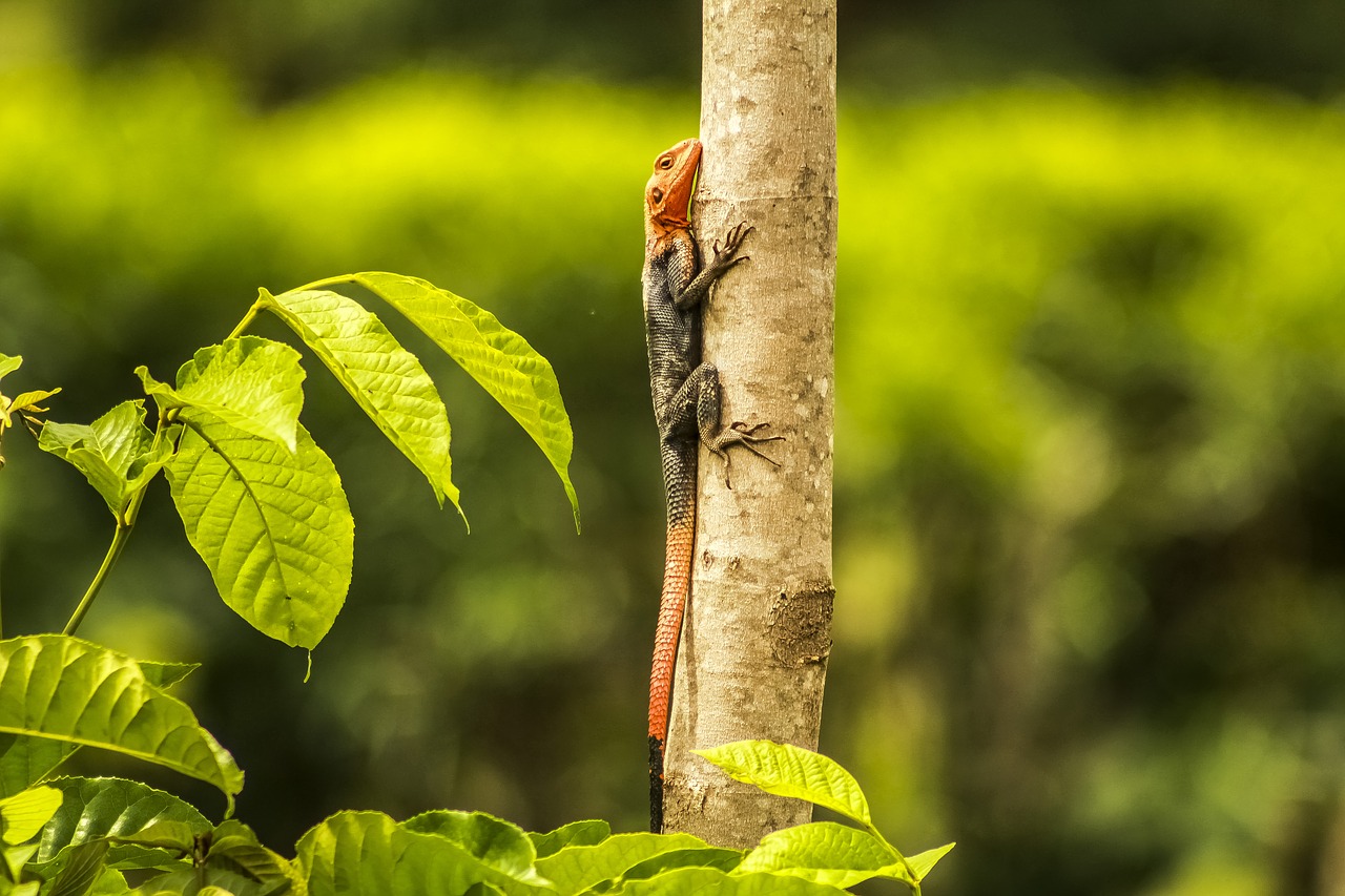 Image - nature wildlife uganda a wild