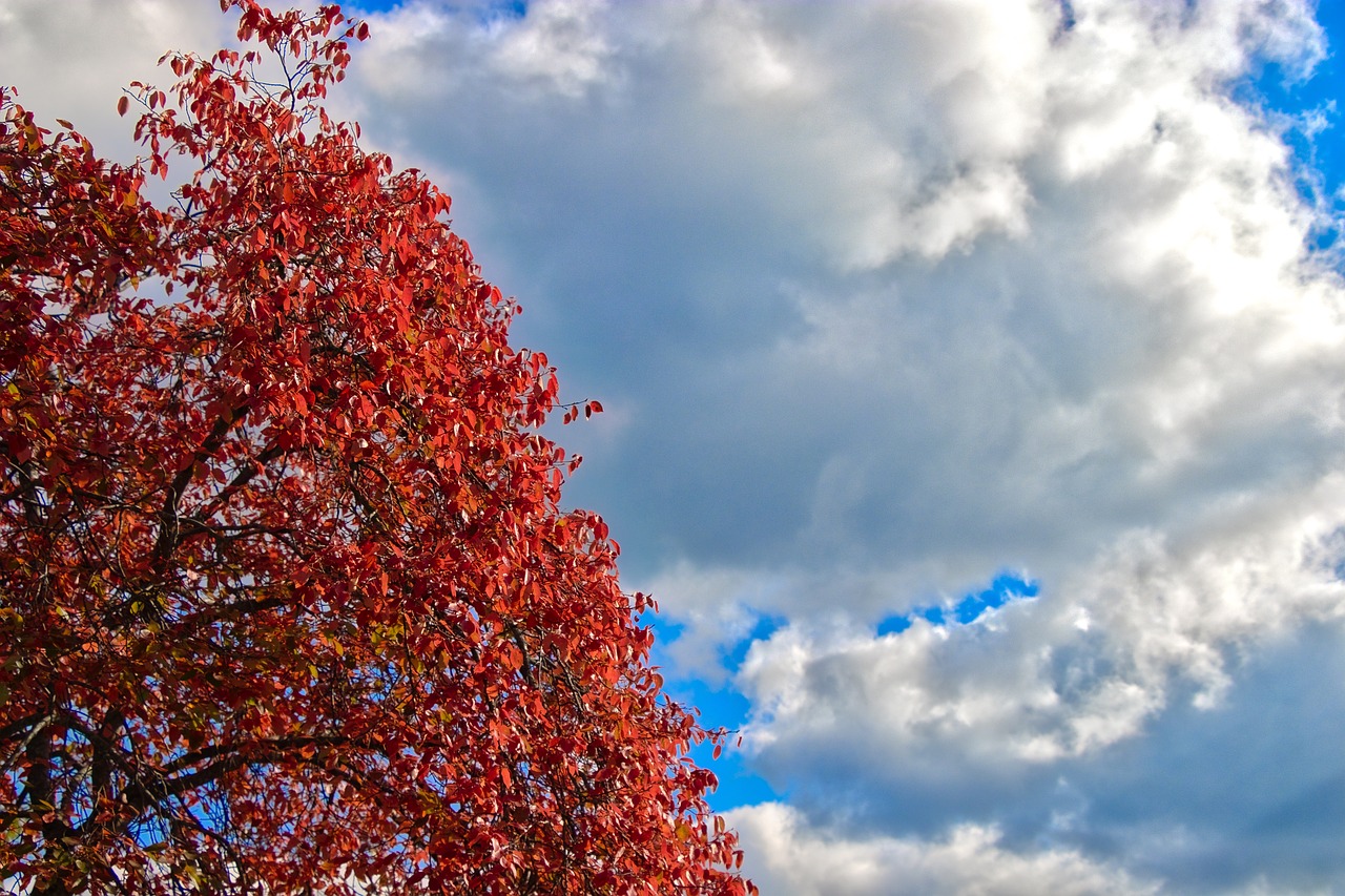 Image - colors autumn foliage autumn gold