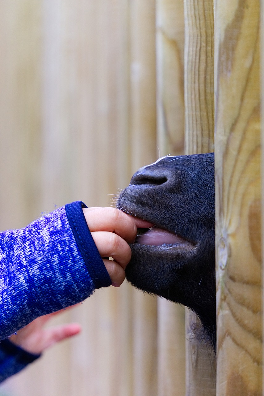Image - goat feeding feed child hand