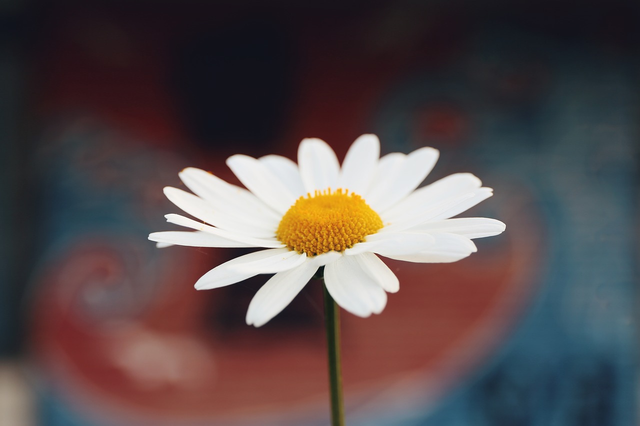 Image - nature landscape closeup flower