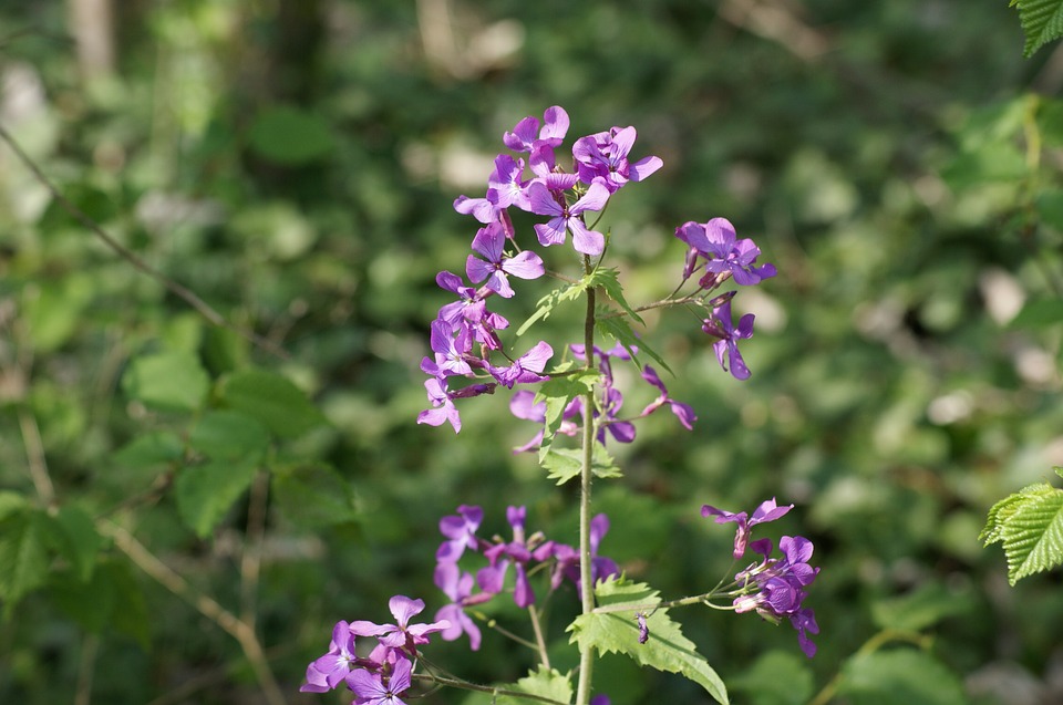 Image - nature flower wild flower