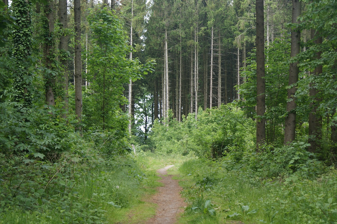 Image - pawn sche nature forest