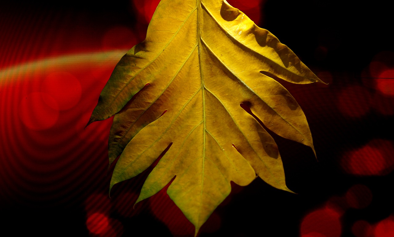 Image - large leaf yellow leaves background