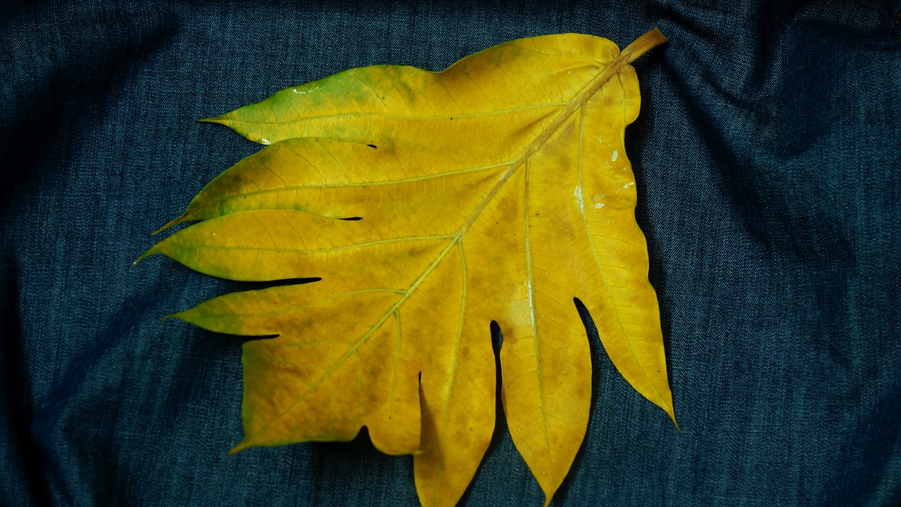 Image - large leaf yellow leaves decorate