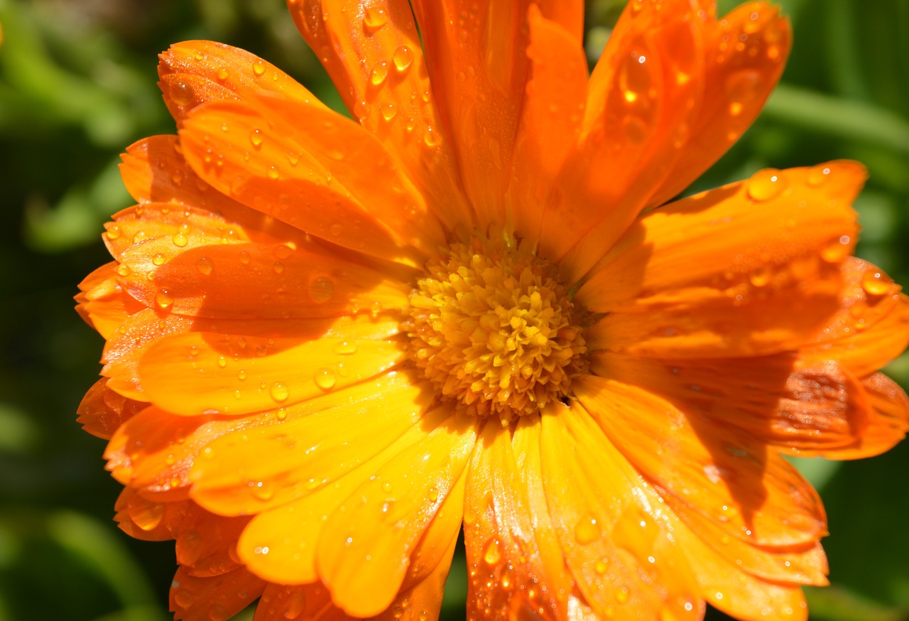 Image - marigold drops dew rain morning