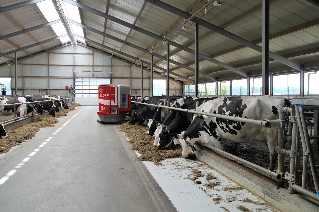 Image - dairy farm farm robot lely cows