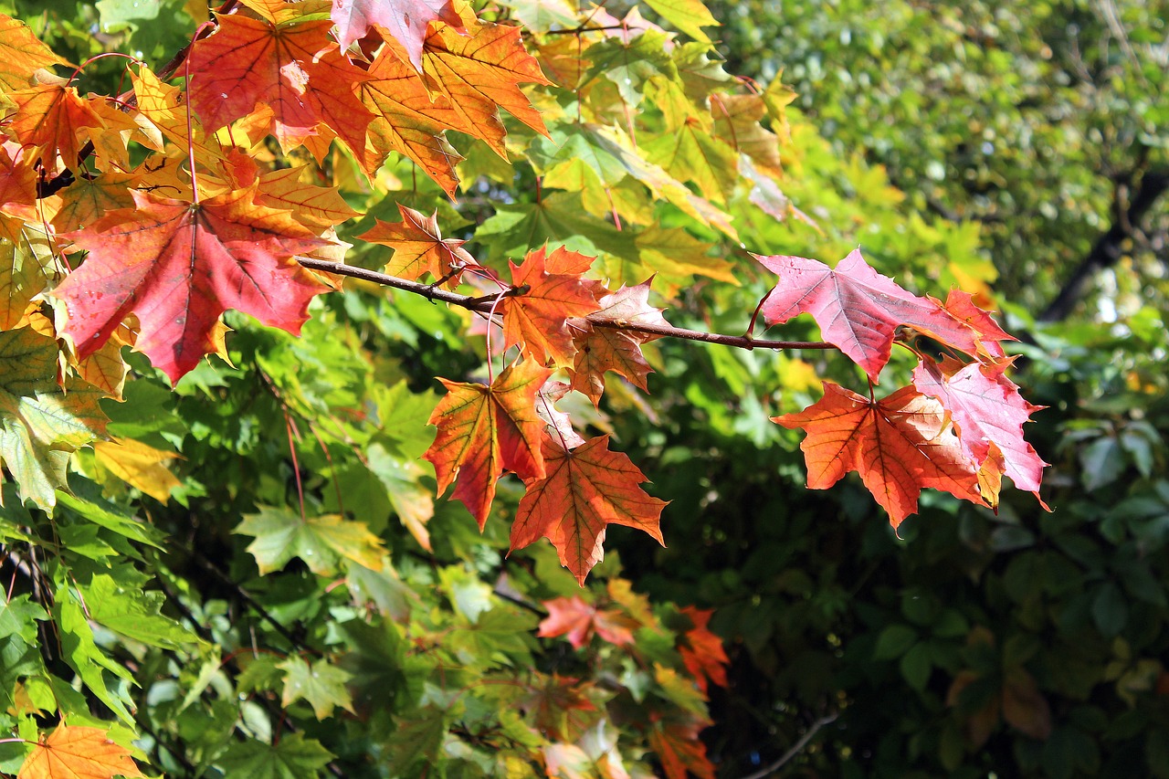 Image - clone foliage autumn leaves tint