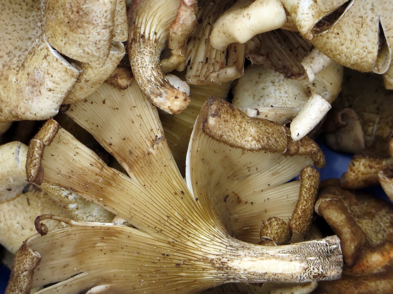 Image - laos market mushrooms power food