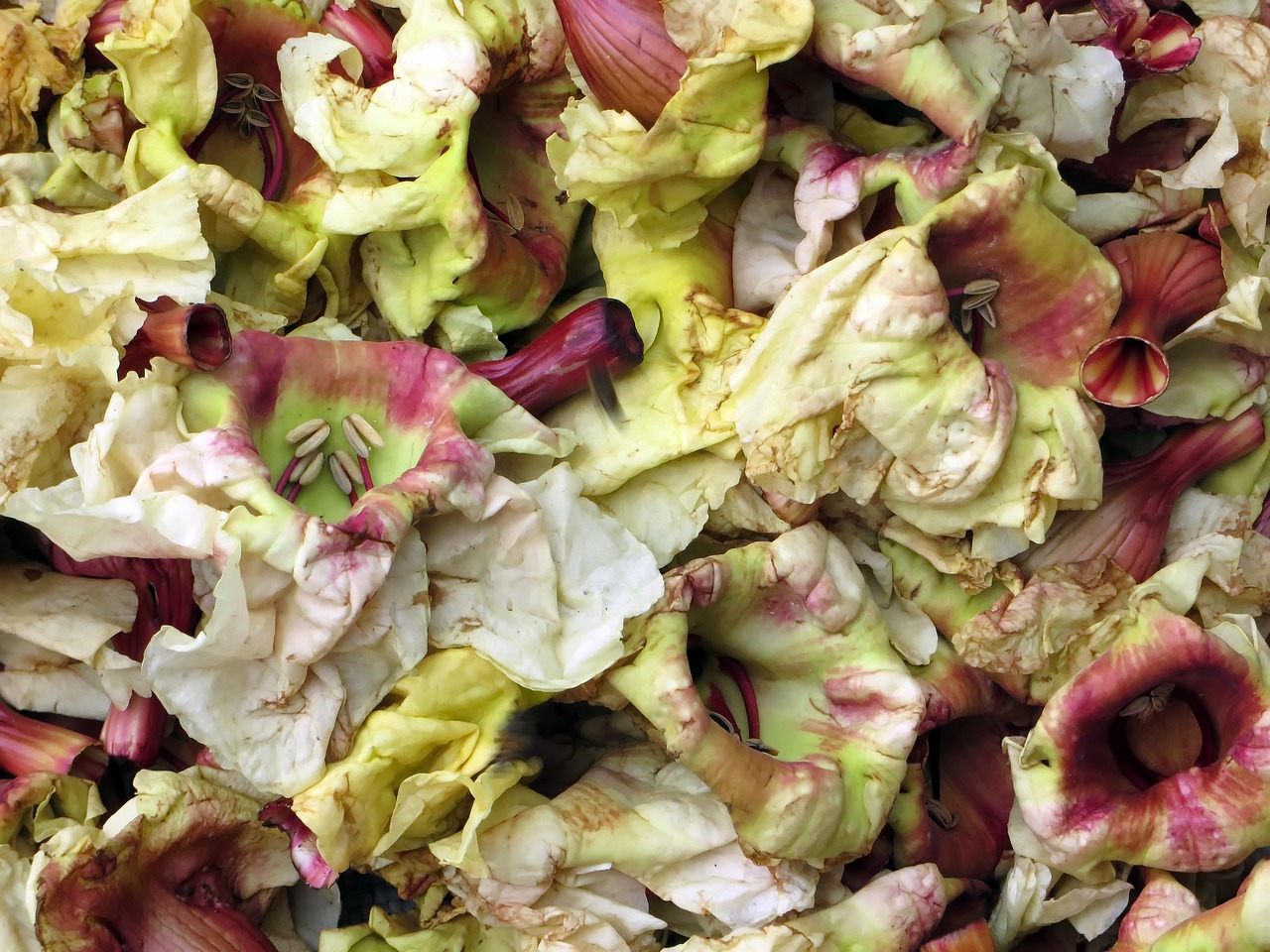 Image - laos market salad flowers power