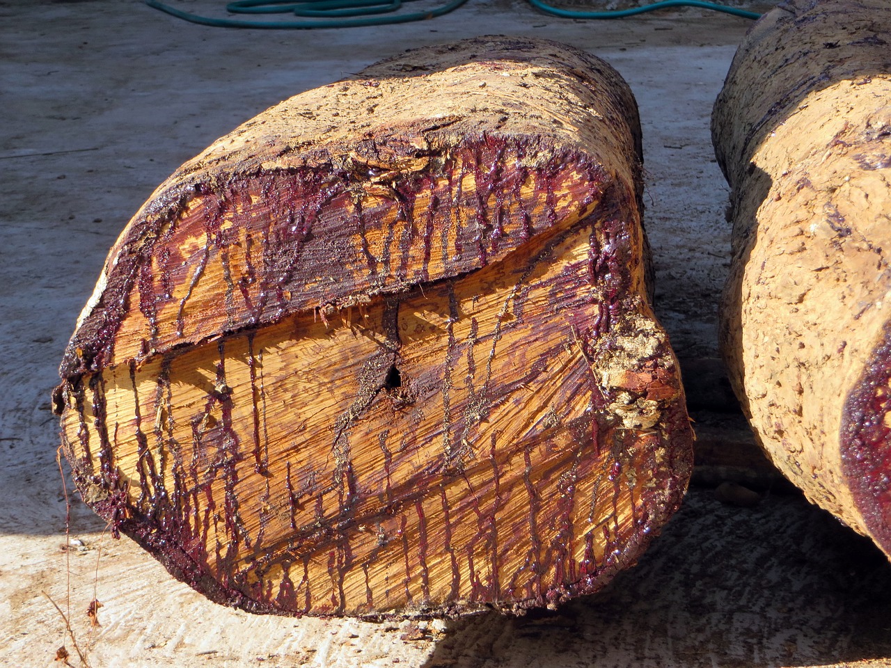 Image - laos rosewood cup sap drips blood