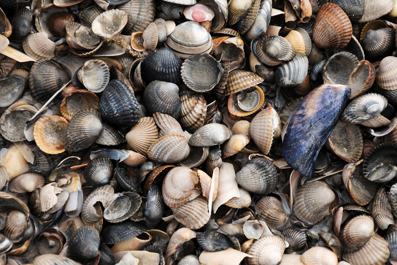 Image - mussels sea north sea mussel shells