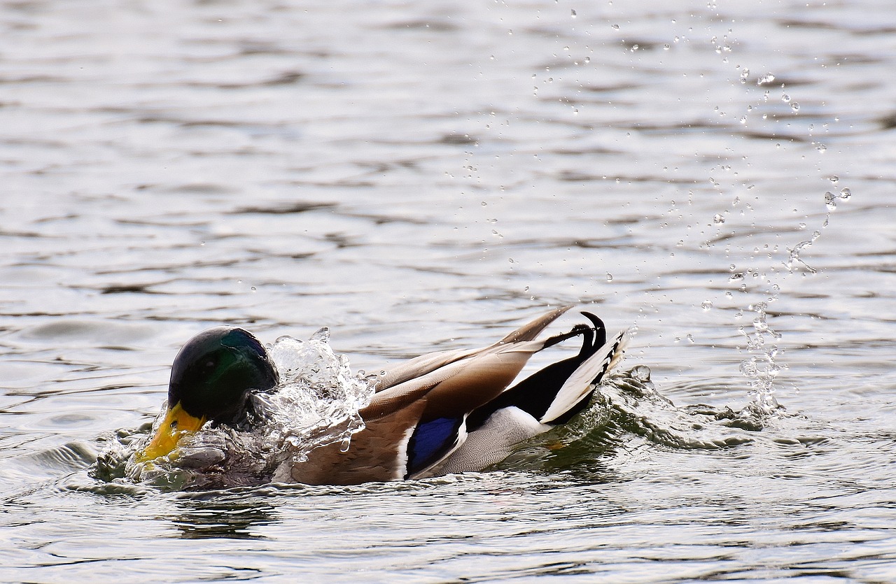 Image - mallard drake colorful male