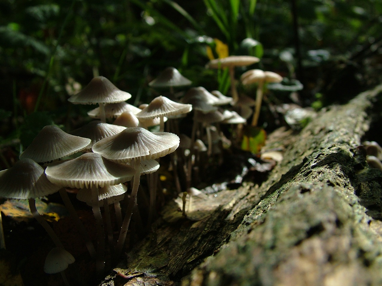 Image - mushroom restored tribe forest