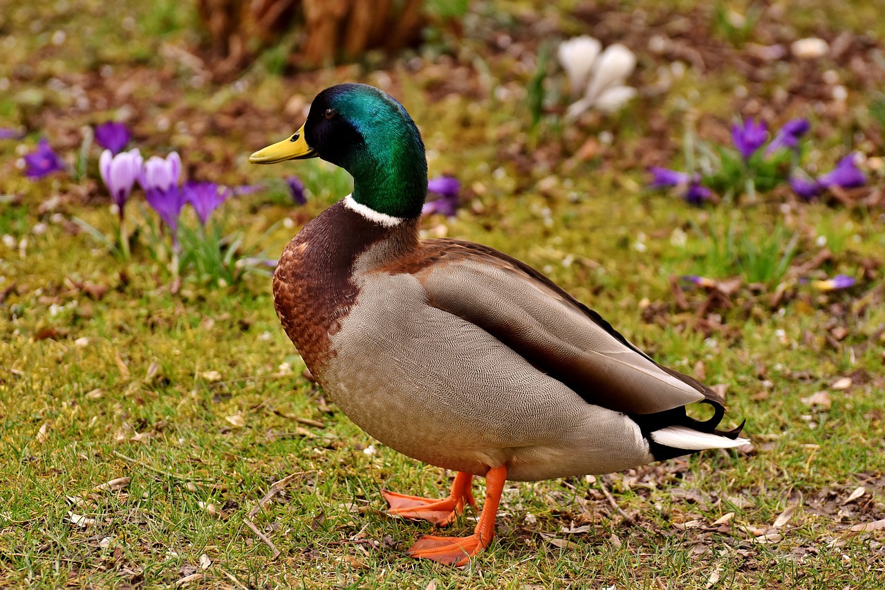 Image - mallard drake colorful male