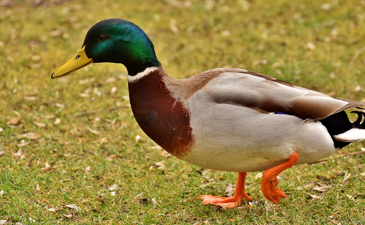 Image - mallard drake colorful male