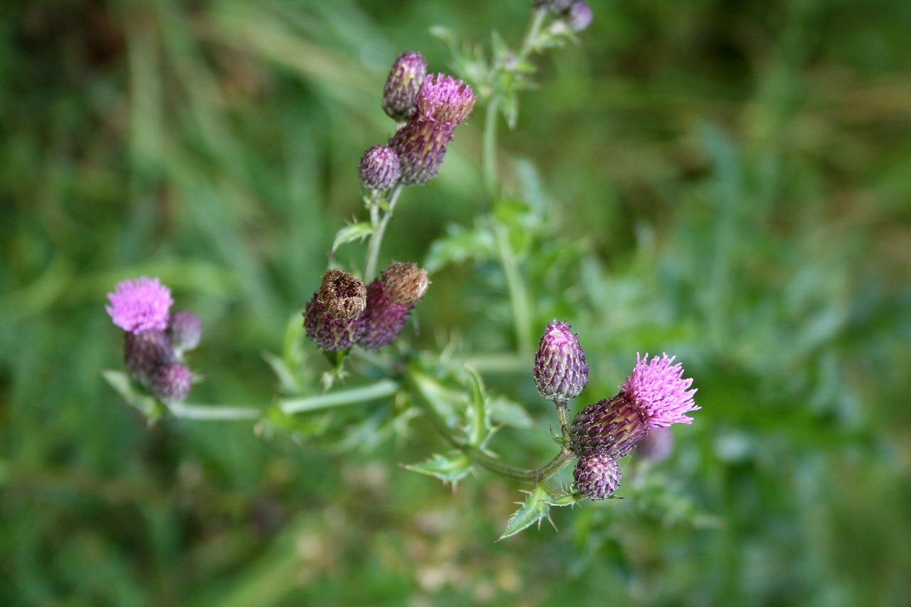 Image - thistle composites creeping thistle