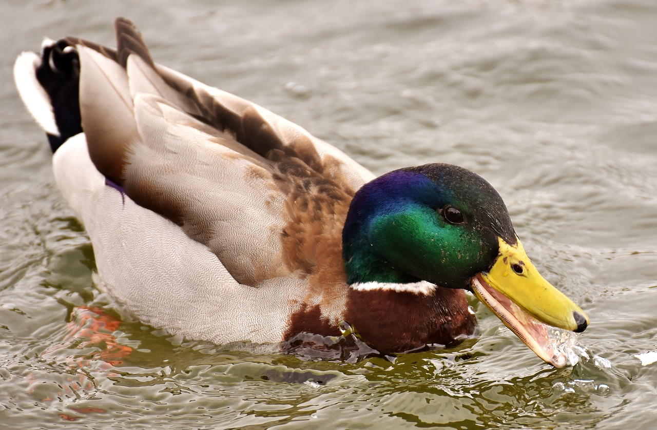 Image - mallard drake colorful male