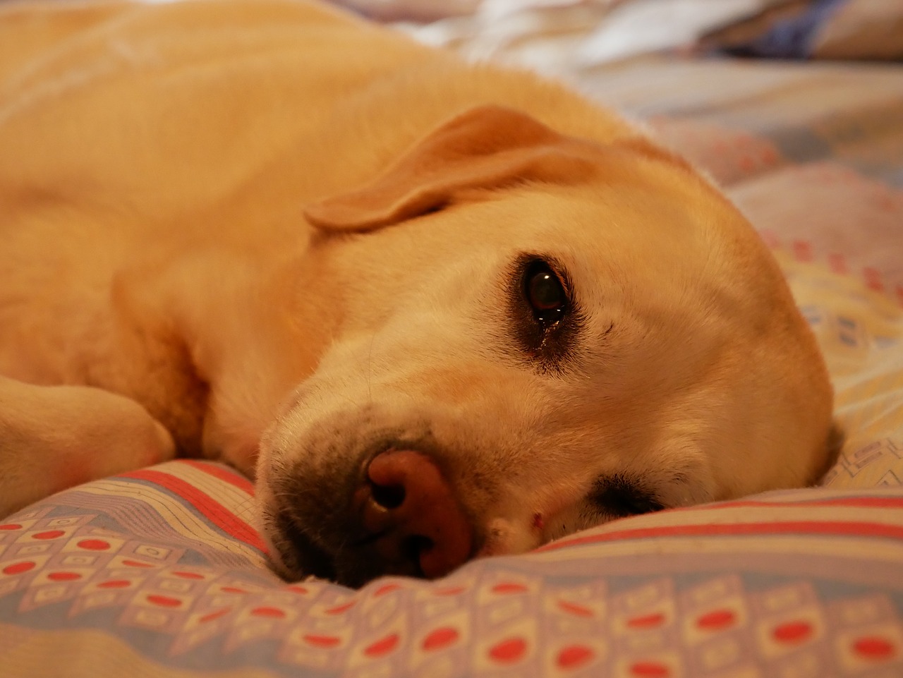 Image - labrador sleeping dog cute pet