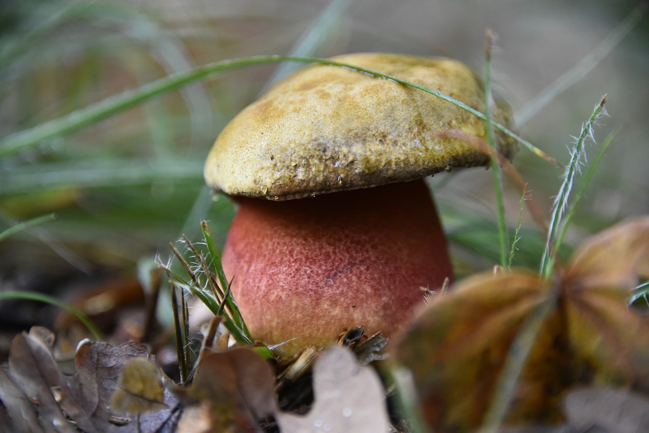 Image - mushroom cep forest autumn plant