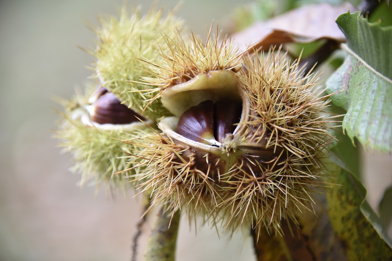 Image - autumn maroni sweet chestnuts