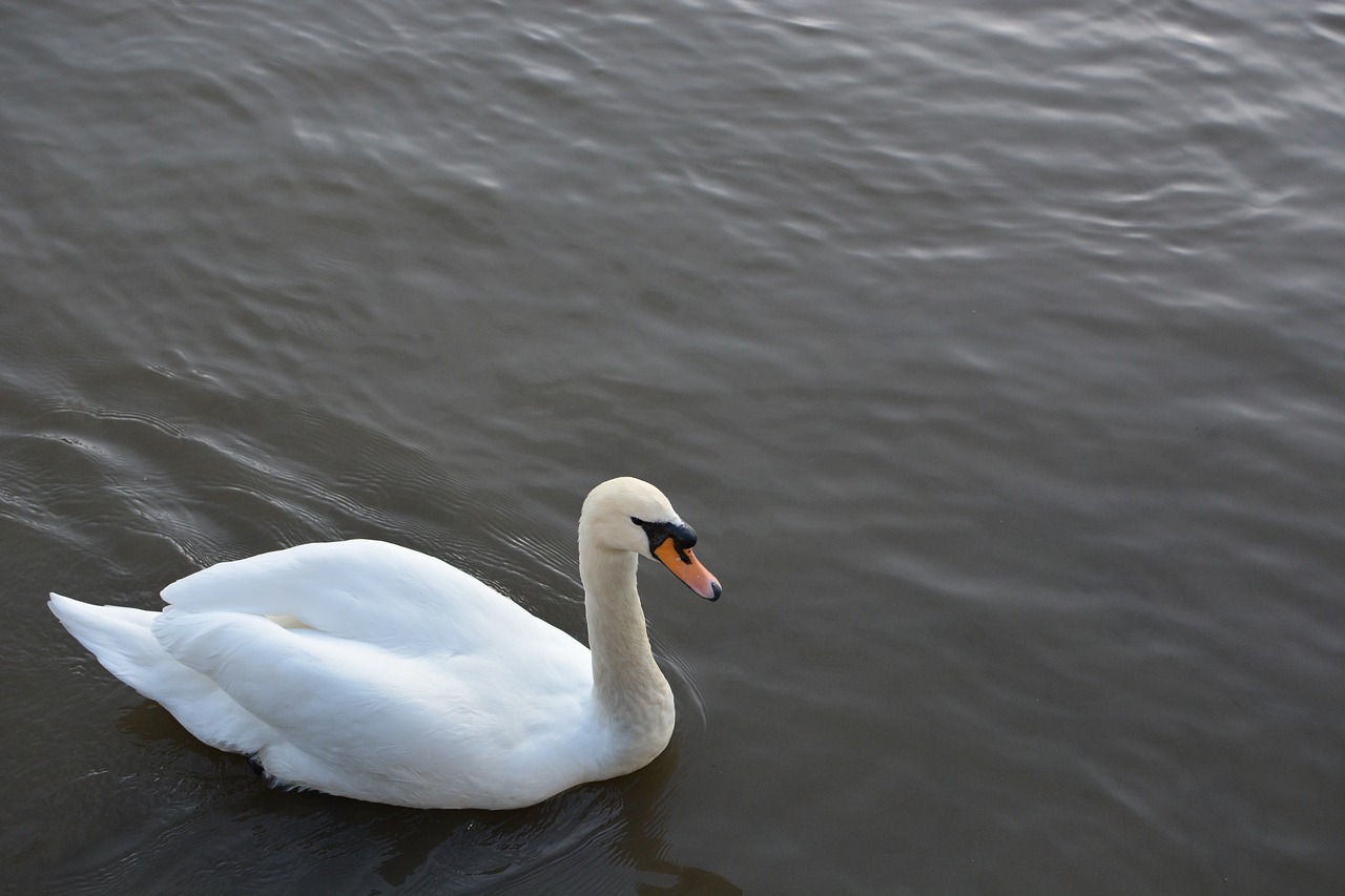 Image - birds river water nature sun