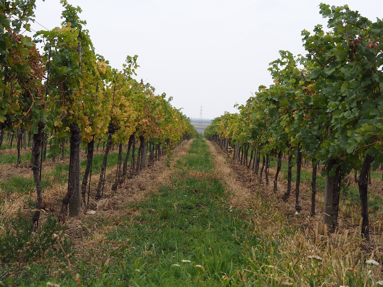 Image - wine vineyard vines vine grapes
