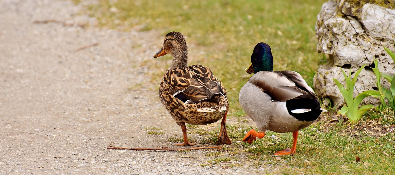 Image - walk pair pair of ducks males