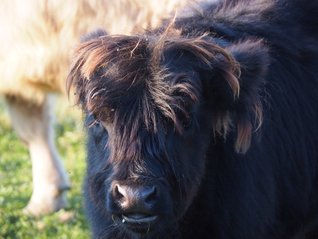 Image - beef calf highlands