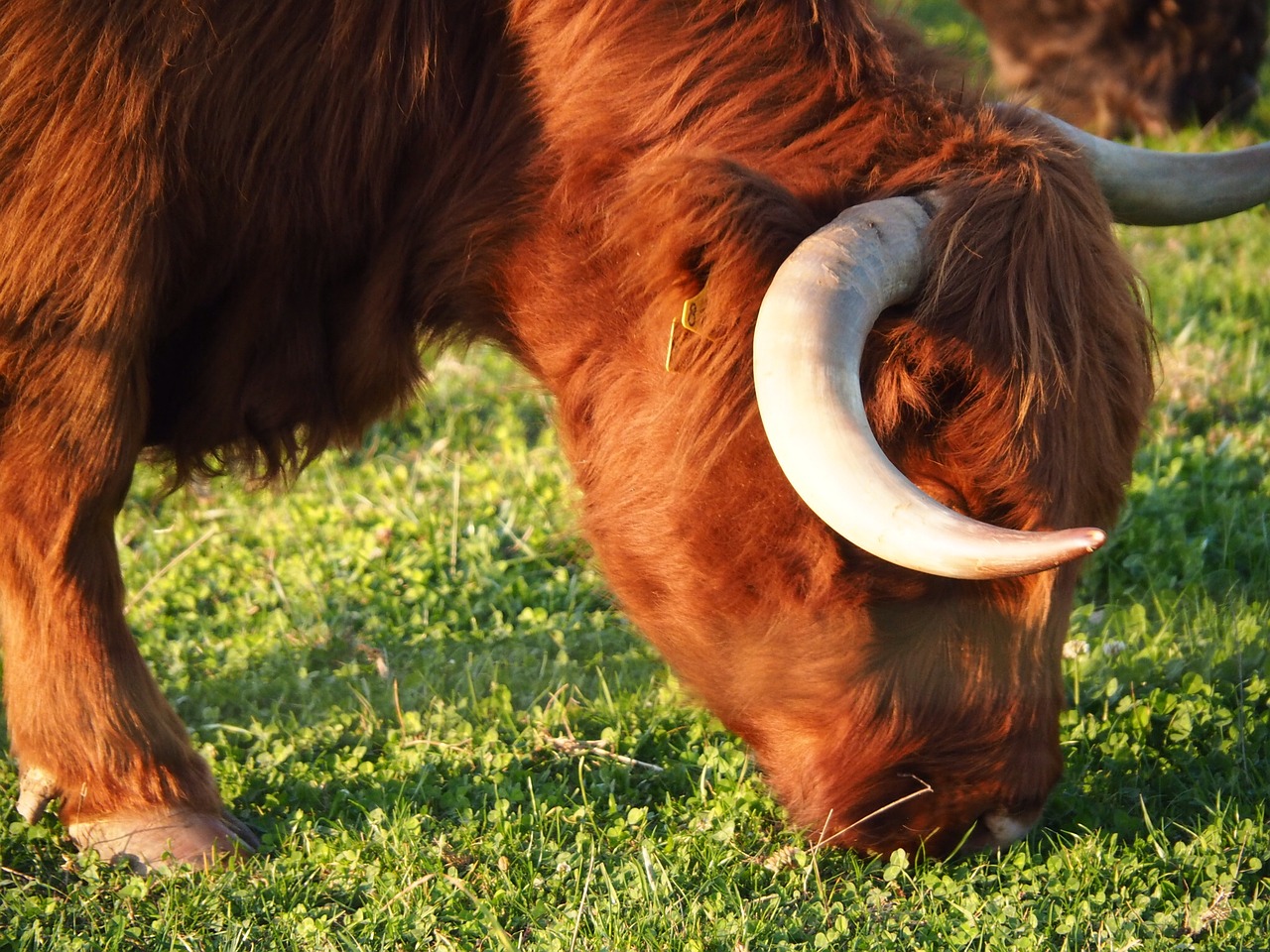 Image - beef calf highlands