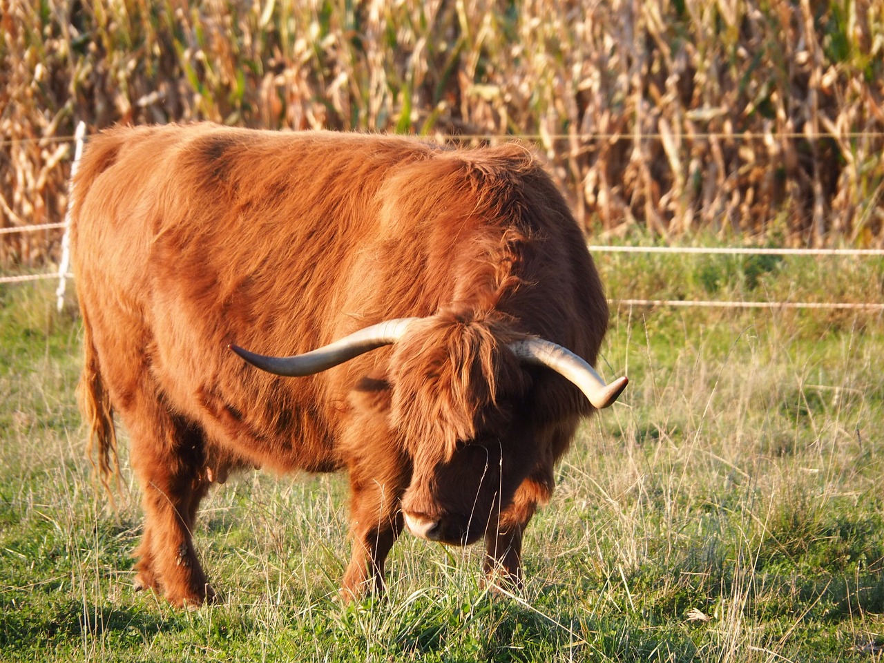 Image - beef calf highlands