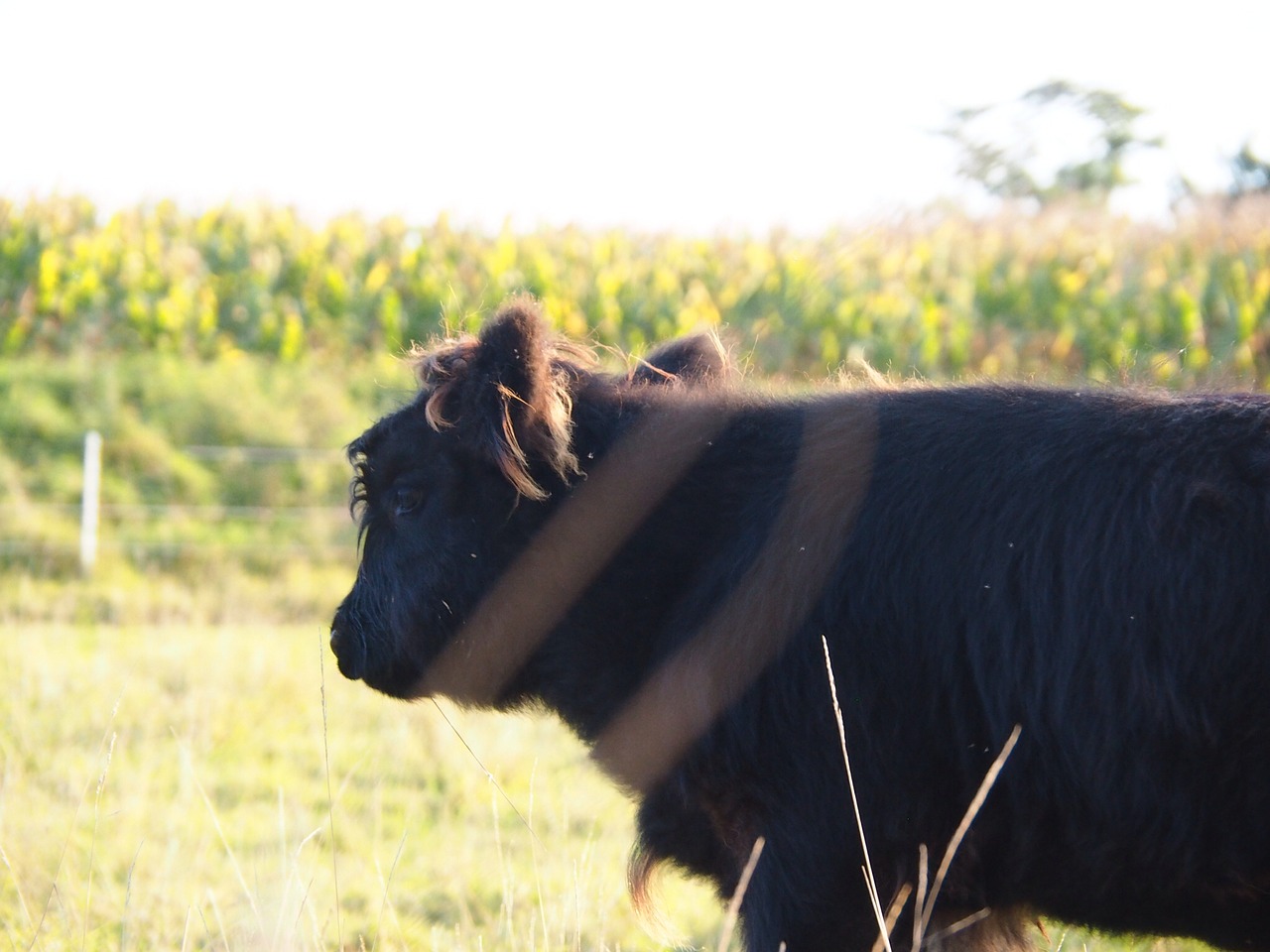 Image - beef calf highlands