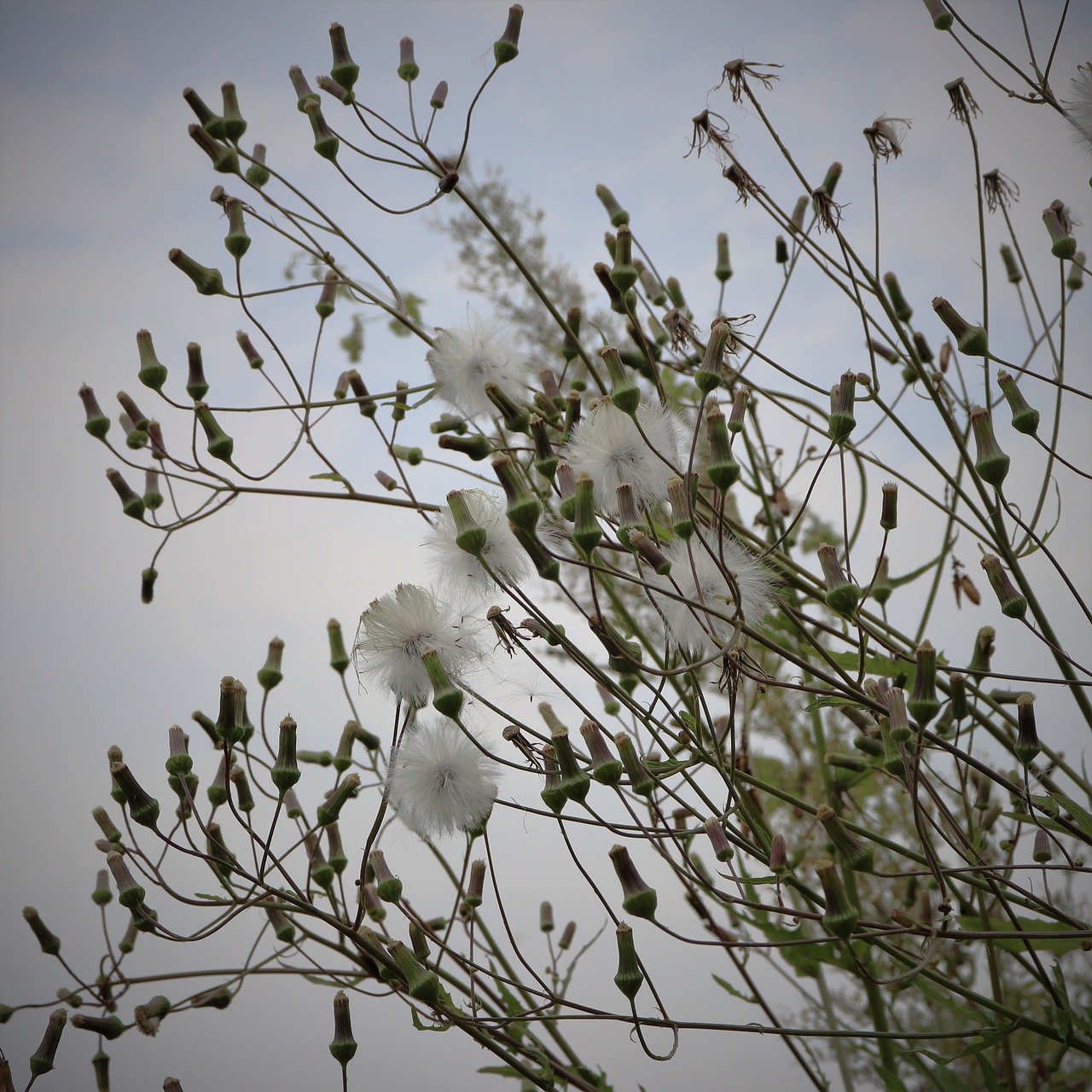 Image - flower white pure clean unknown