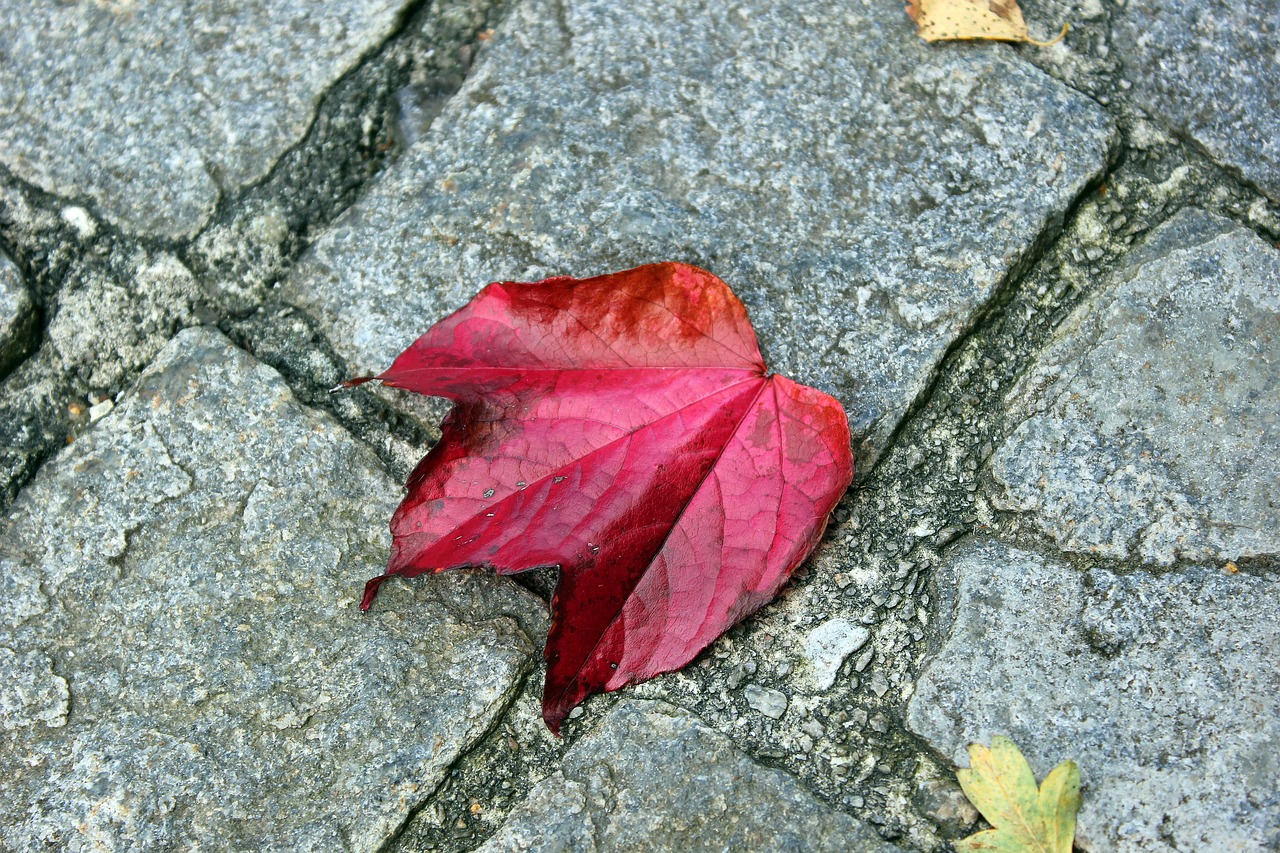 Image - leaves autumn leaf red three