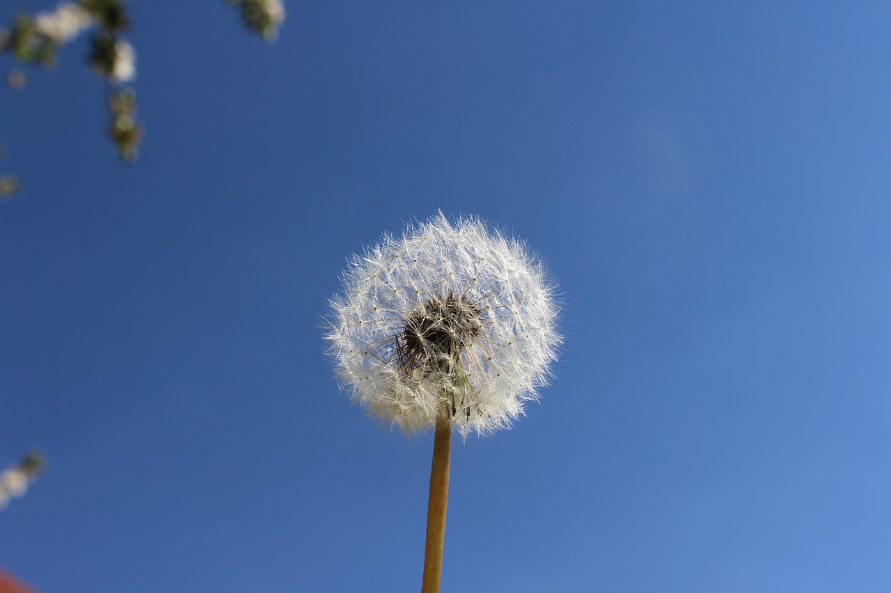 Image - dandelion garden close sky