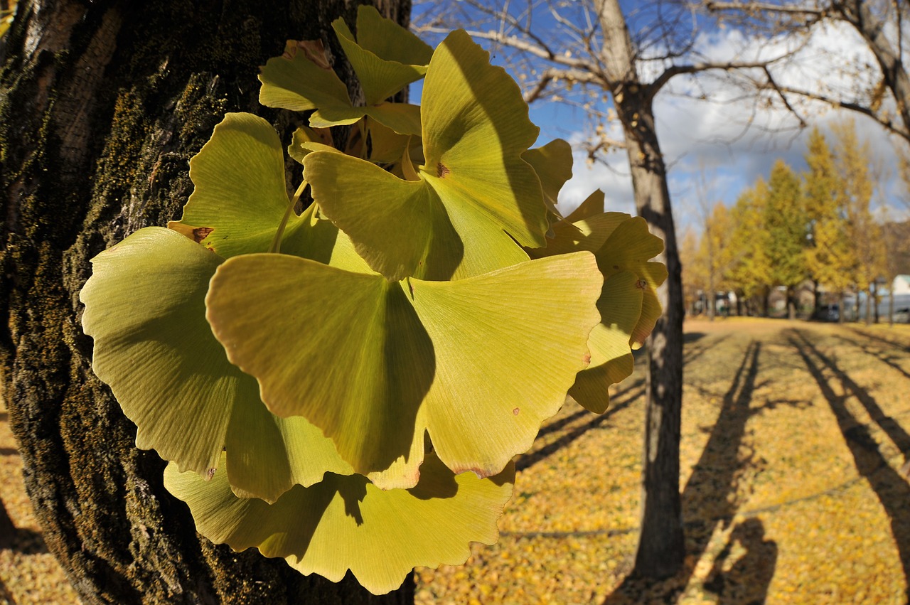 Image - gingko tree park autumn