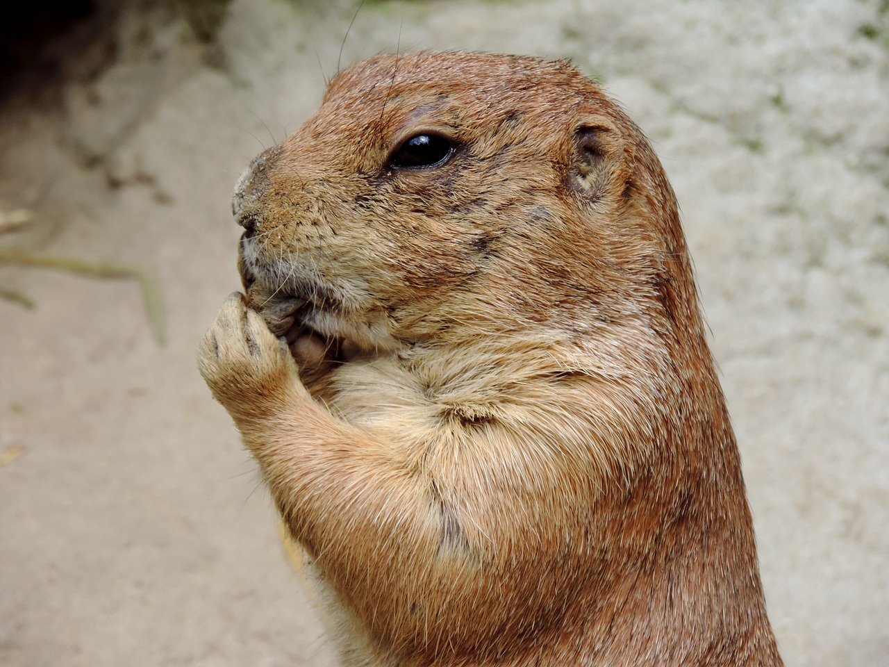 Image - marmot rodent gophers mankei