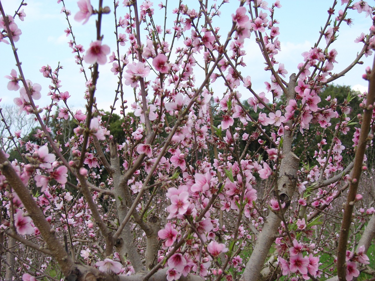 Image - cherry field flowers nature